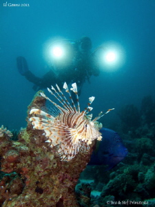 Lionfish, Angelfish and my wife Béatrice. by Stéphane Primatesta 